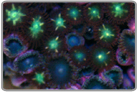 Green Starred Zoo's and Dark Blue Zoo's